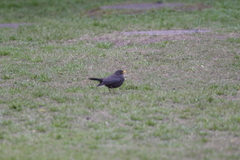 Turdus mandarinus