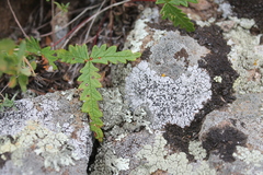 Potentilla leucophylla