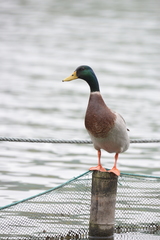 Anas platyrhynchos