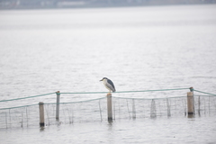 Nycticorax nycticorax