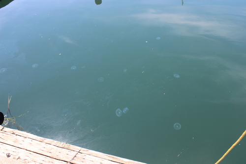 photo of Crystal Jellies (Aequorea)