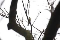 Pycnonotus sinensis