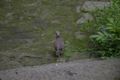 Streptopelia chinensis