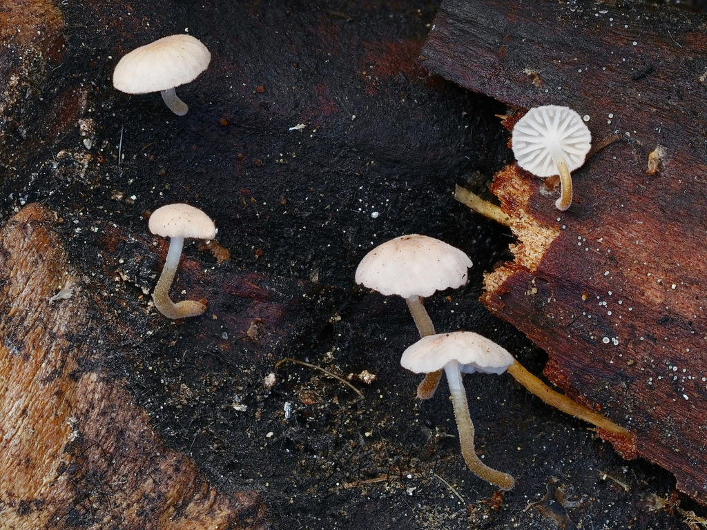 Strobilurus diminutivus