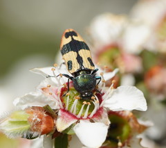Castiarina interstitialis