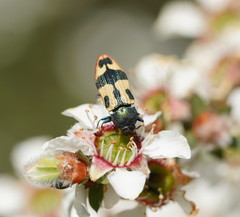 Castiarina interstitialis