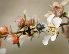 Castiarina interstitialis