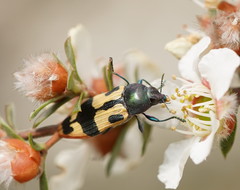 Castiarina interstitialis