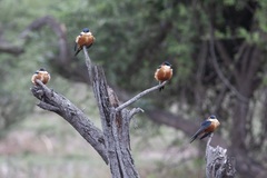 Cecropis senegalensis