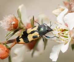 Castiarina interstitialis