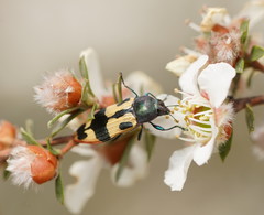 Castiarina interstitialis