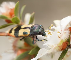 Castiarina interstitialis
