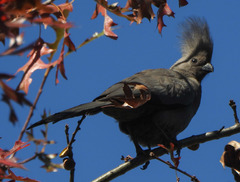 Corythaixoides concolor bechuanae