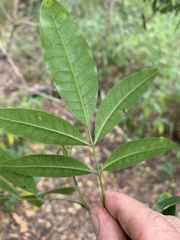 Flindersia australis
