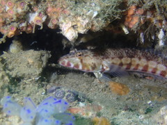 Parapercis stricticeps