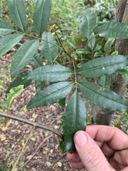 Flindersia australis