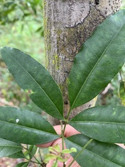 Flindersia australis