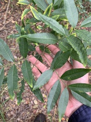 Flindersia australis
