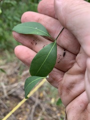 Secamone elliptica