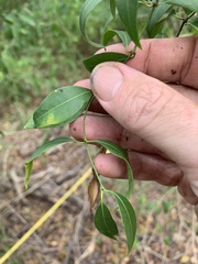 Secamone elliptica