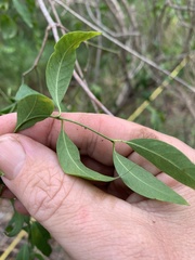 Secamone elliptica