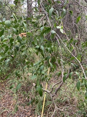 Secamone elliptica