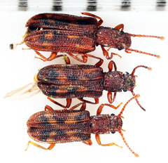 Zopheridae