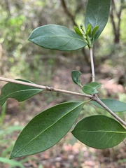 Triflorensia ixoroides