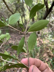 Triflorensia ixoroides