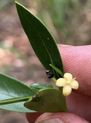 Triflorensia ixoroides