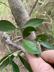 Triflorensia ixoroides