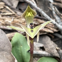 Chiloglottis gunnii