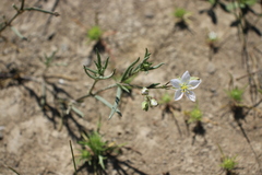 Spergularia macrotheca longistyla