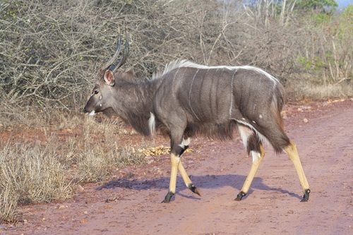 Tragelaphus angasii