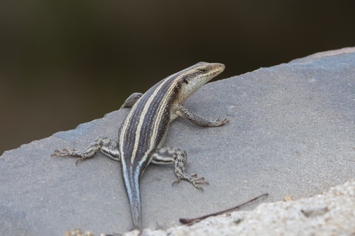 Rainbow Skink, photo 9 of 10