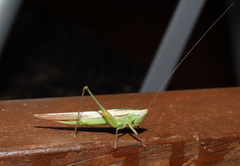 Conocephalus upoluensis