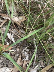 Leptorhynchos nitidulus