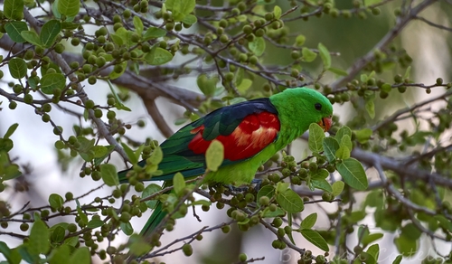 Red-winged Parrot