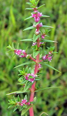 Rotala rotundifolia