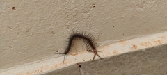 Scolopendra dalmatica