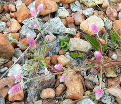 Trichuriella monsoniae
