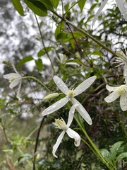 Clematis clitorioides