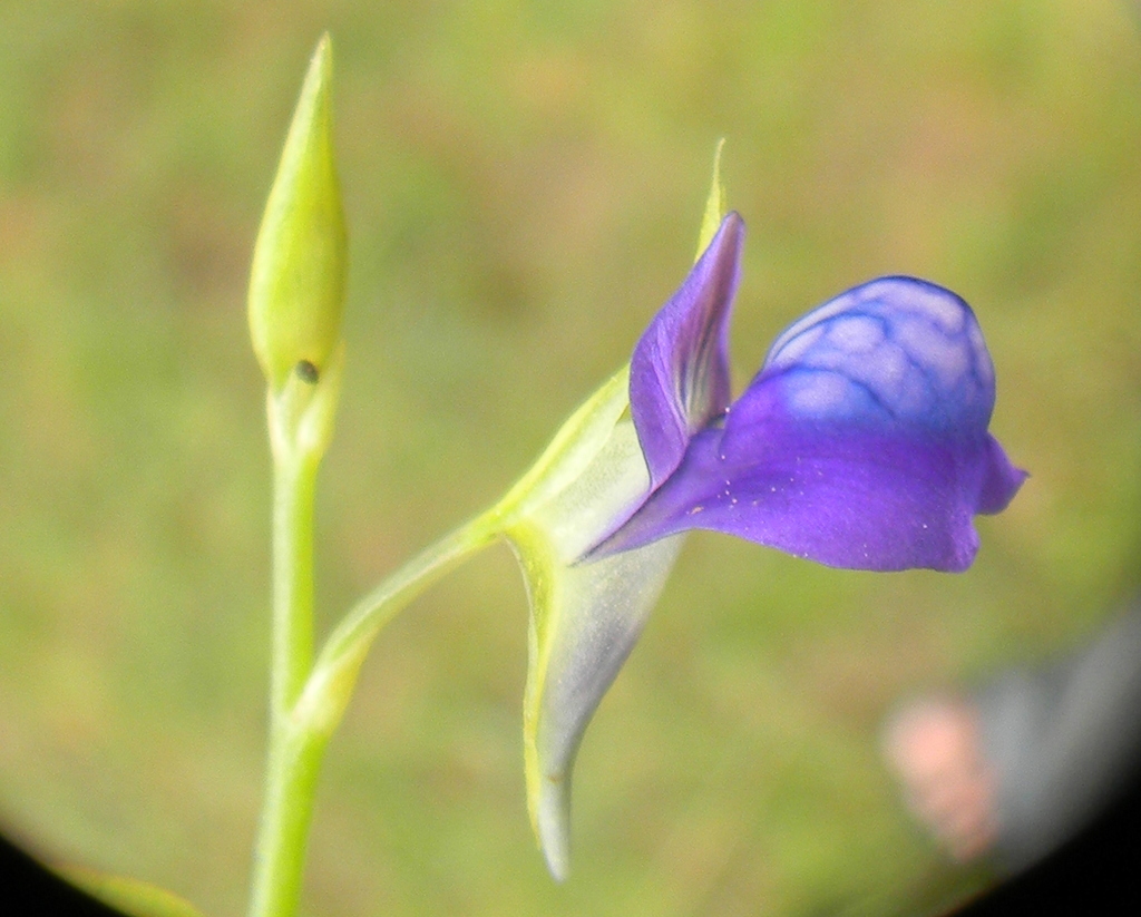 Utricularia polygaloides Edgew.