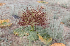 Rheum tataricum