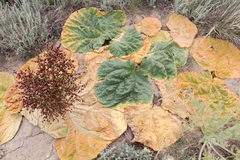 Rheum tataricum
