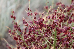 Rheum tataricum