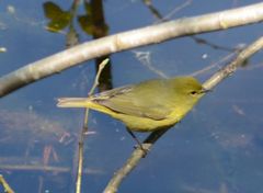 Leiothlypis celata lutescens