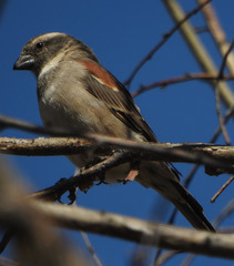 Passer melanurus vicinus