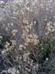 Gutierrezia sarothrae