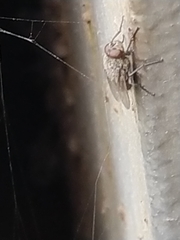 Polleniidae